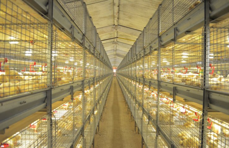 Features of the design of cages for broiler chickens