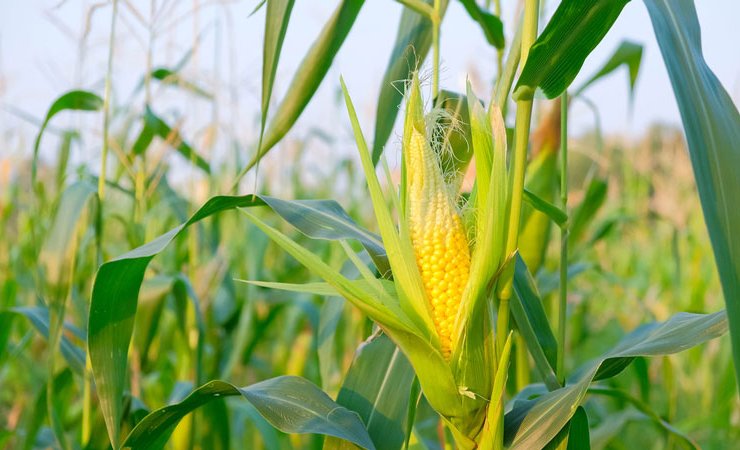 Украина установит минимальные квоты на использование биотоплива