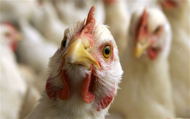 Ukraine reported the first case of highly pathogenic avian influenza for three years