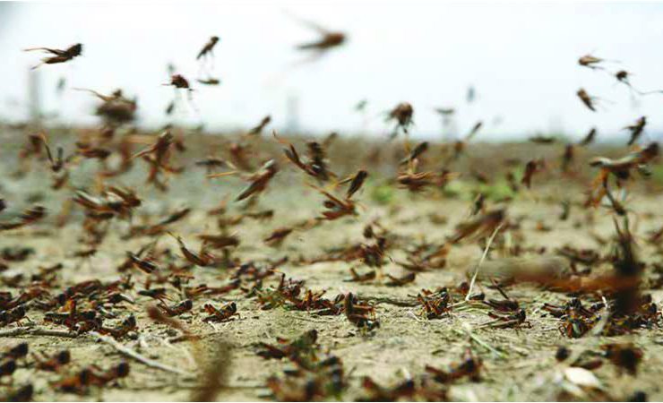 Swarms of hungry locusts attack East African countries