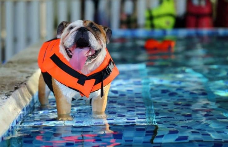 Order life jackets for dogs