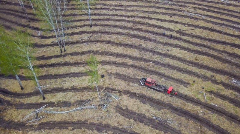 "KRU" has started to restore the forest Fund of Kuzbass