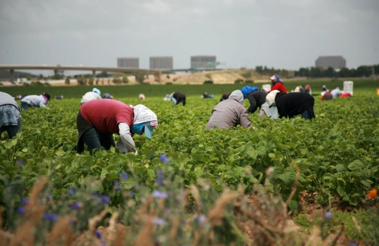 Европейский парламент принимает меры для привлечения сезонных работников и спасения урожая