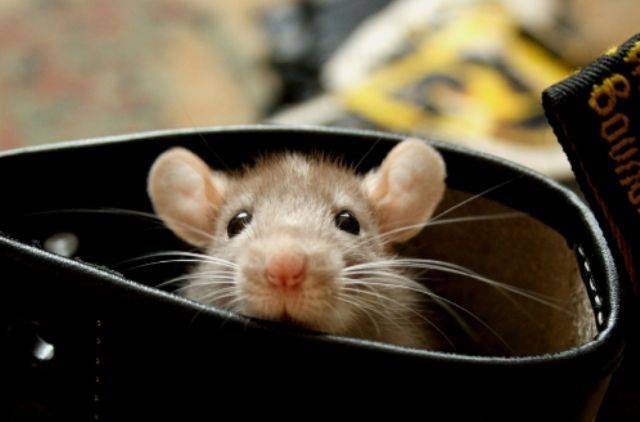 Аудит Госрезерва Украины подтвердил тотальное разворовывание запасов – Минэкономики