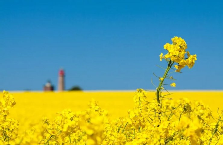 Ukraine is losing leadership in the EU rapeseed import market due to the shortage of fresh water