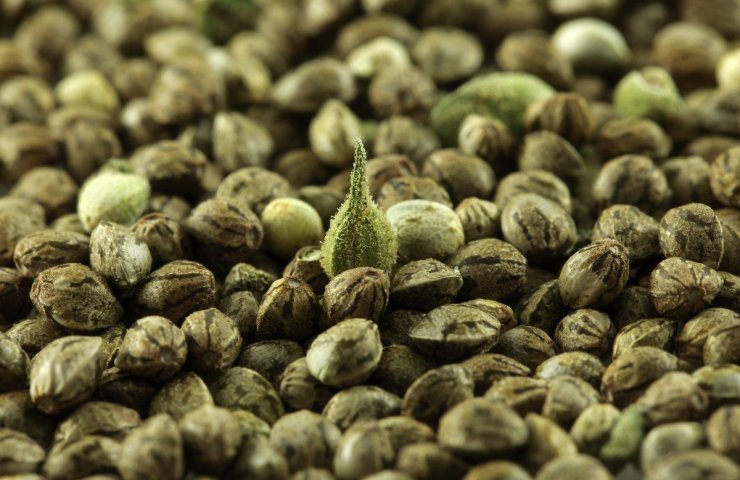 Features of the use of cannabis seeds and interesting facts about them