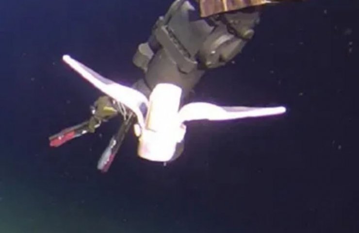 Chinese researchers develop soft robot for deep sea exploration