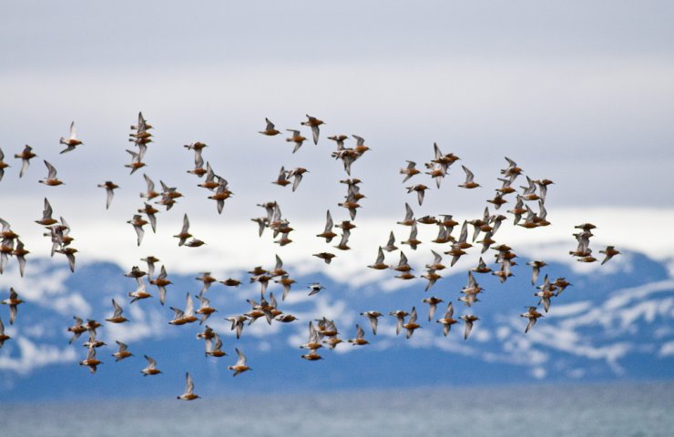 Пение птиц утешает и спасает во время пандемии – ООН