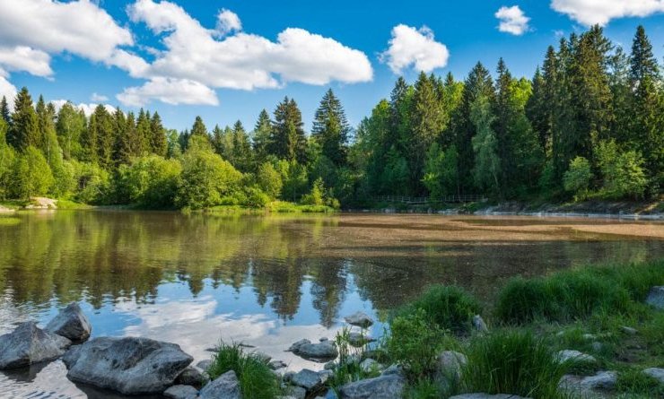 European Commission approves planting of 3 billion new trees across Europe by 2030