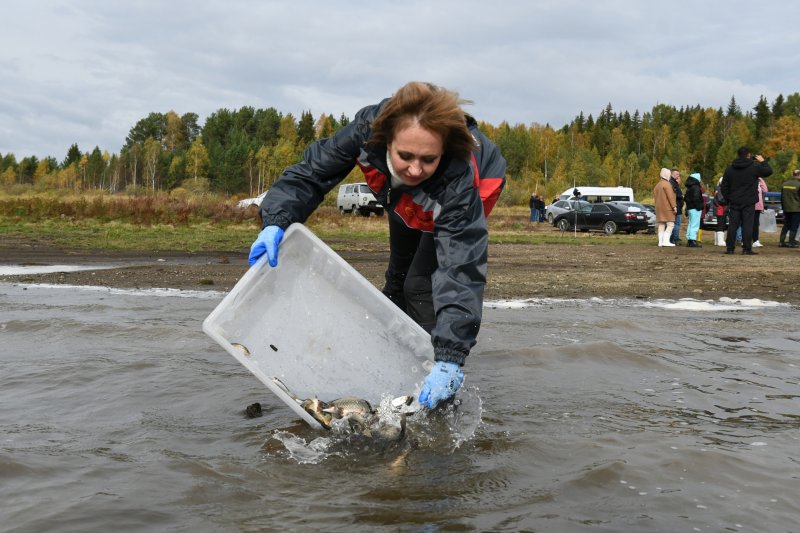 SUMZ released 10 thousand juvenile carp into the Novomariinskoye reservoir