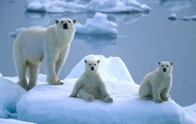 ООН подтвердила самую высокую температуру, когда-либо зафиксированную в Арктике