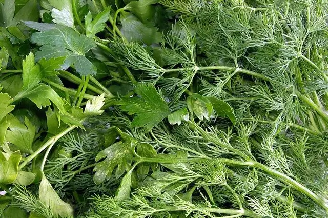 Огород на подоконнике: как вырастить зелень в квартире?