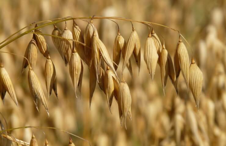 Buying and selling oats on the Agronizer website