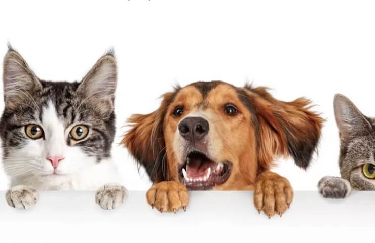 Services of the veterinary center "Vostok"