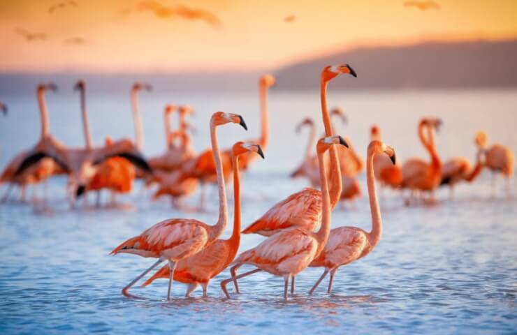 Lithium mining in Chile's Atacama sparks controversy over flamingo habitat