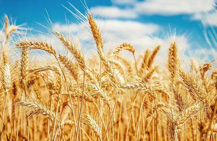 Урожай зерна в Украине в 2022 году сократится на 34% - прогноз от «Альфа-Банк Украина»