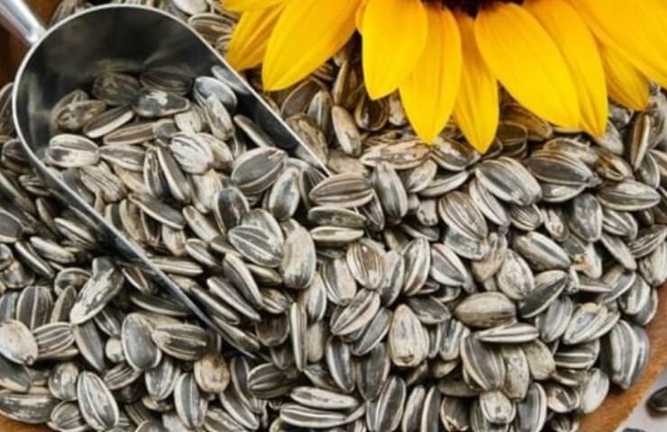 Seeds in the agricultural online store "Yablukom"