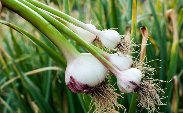 Выращивание чеснока в Украине