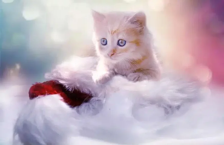 Kittens as a gift on the site "Cat Angel"