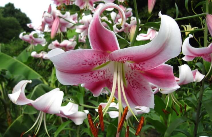 Прекрасный цветок в вашем саду — лилия