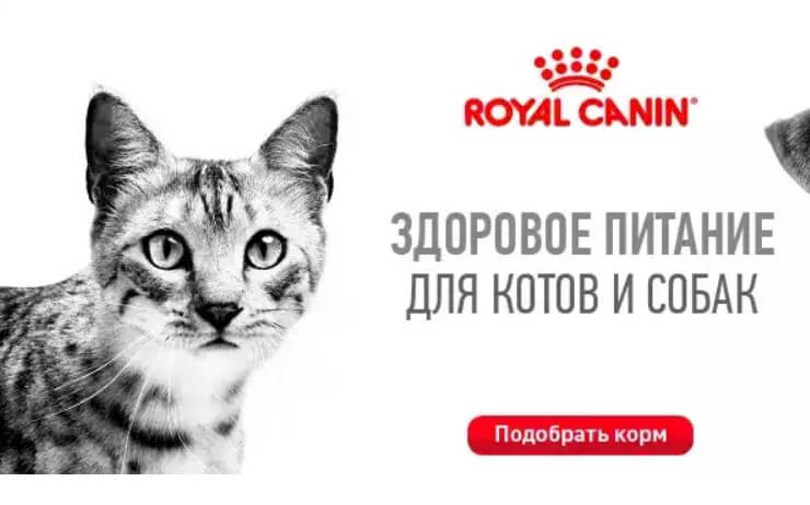 Pet supplies in the online store "Zoodom Begemot"