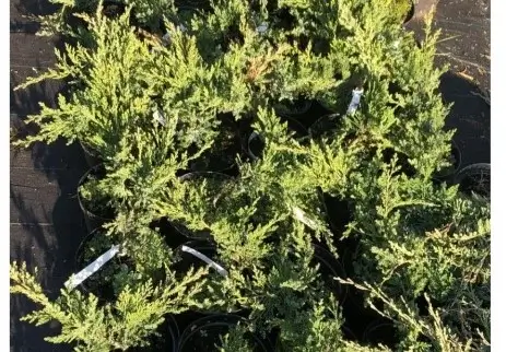 Как купить казацкий можжевельник