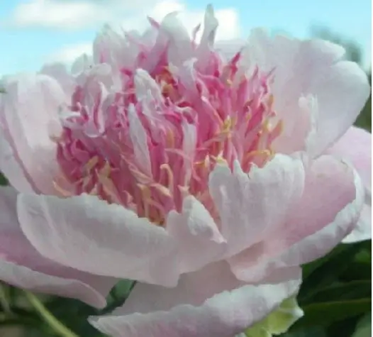 Особливості вирощування півоній