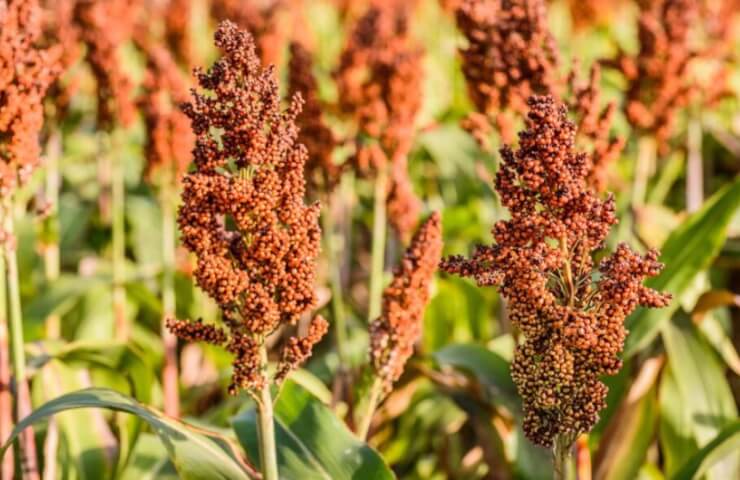 Сельское хозяйство: аналитика