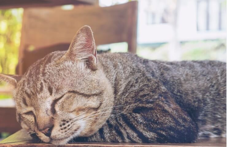 Секреты Заботы о Пожилых Питомцах