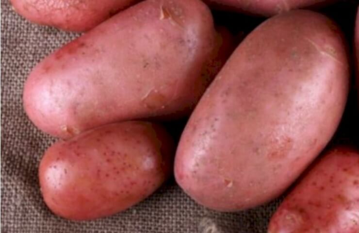 Як вибрати посадкову картоплю
