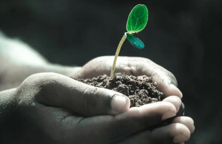 Регулятор роста растений - повышение урожайности и качества