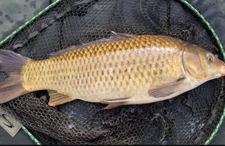 Рыбалка на карпа весной в Украине: Советы и секреты успешной ловли