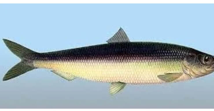 Оселедець-це морська риба, яку знає кожен