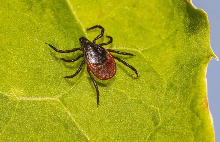 Что использовать для защиты от клещей