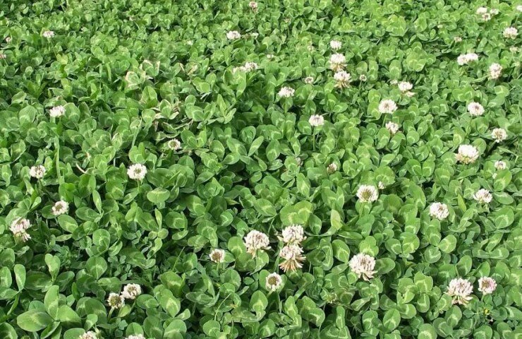 Керівництво по вирощуванню газонної трави: посів, догляд, Де купити