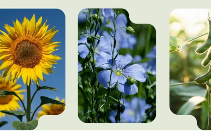 Продукція компанії Ruseed