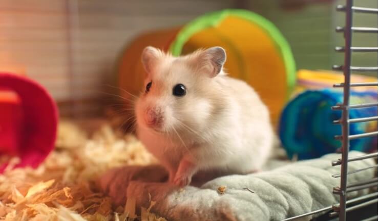 Какие витамины подойдут для разных видов грызунов