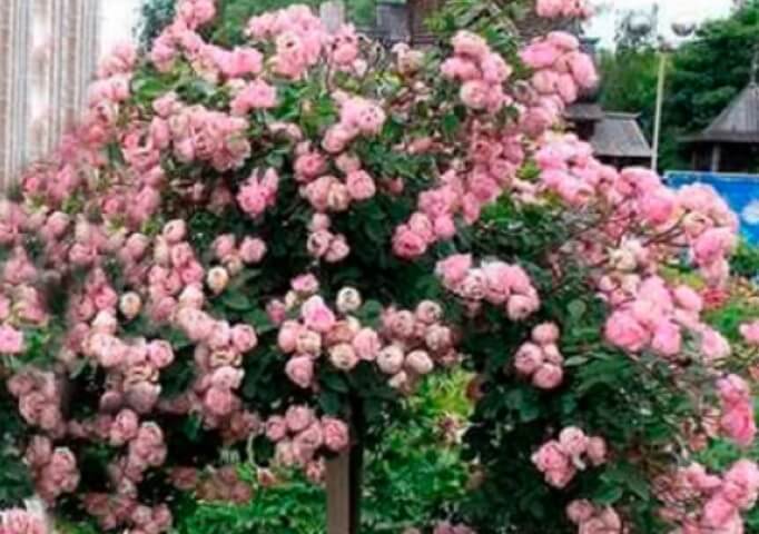 Саджанці штамбової троянди: вишуканість і розкіш у вашому саду