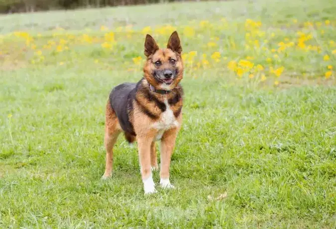 Як промислові підприємства створюють умови для безпечного співіснування з тваринами