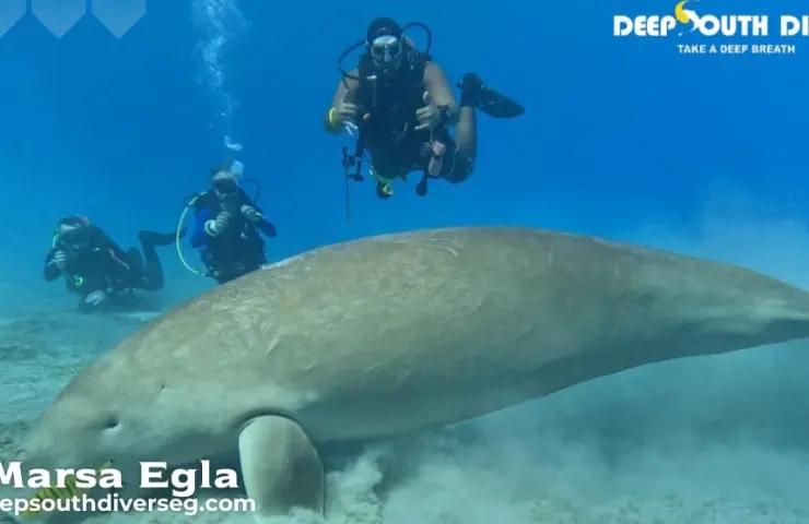 Tauchabenteuer im Paradies: Entdecken Sie Marsa Alam