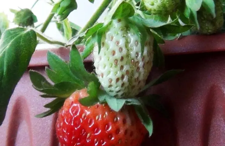 Семянич база: чому детальна інформація стала ключовим ресурсом сучасного садівника