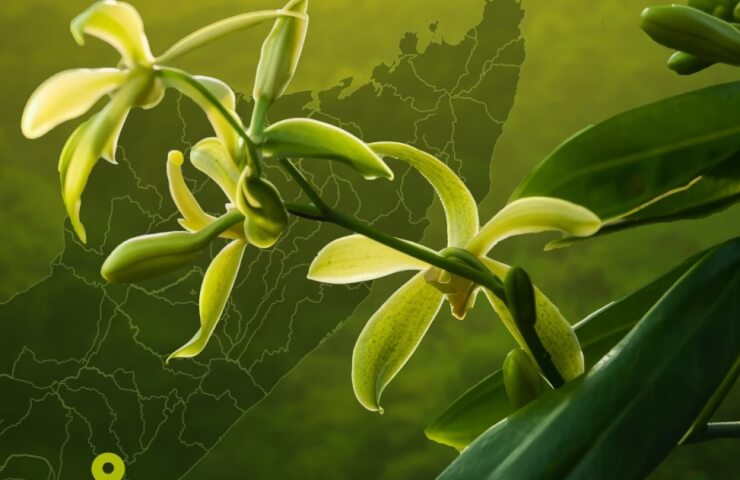 Ваниль и приправы - ароматные ингредиенты для кулинарного вдохновения