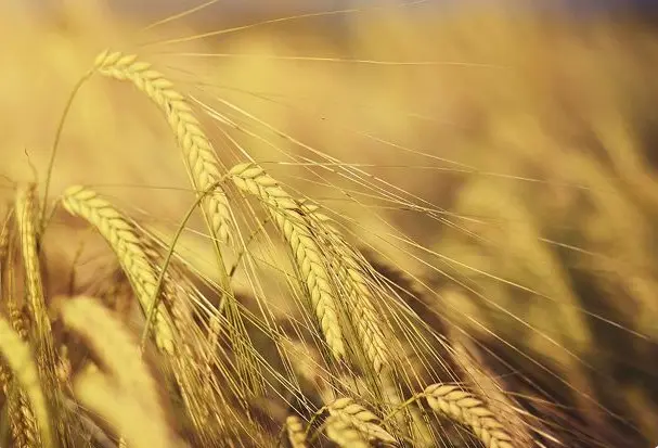 Сівозміна культур на полях