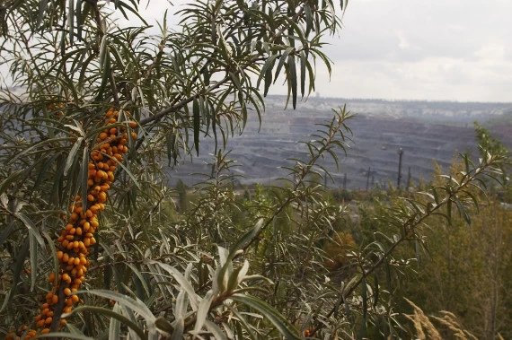 Metalloinvest allocated 26.5 billion rubles in 2024 for environmental production projects and nature protection.